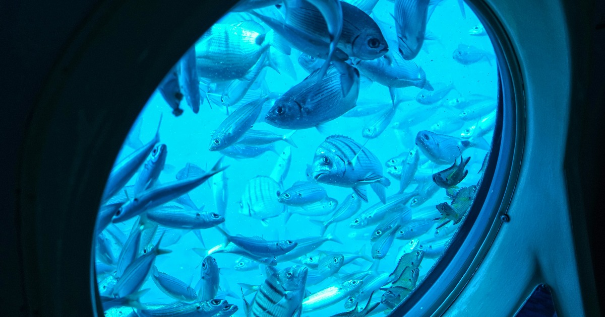 Glass-Bottom Boat
