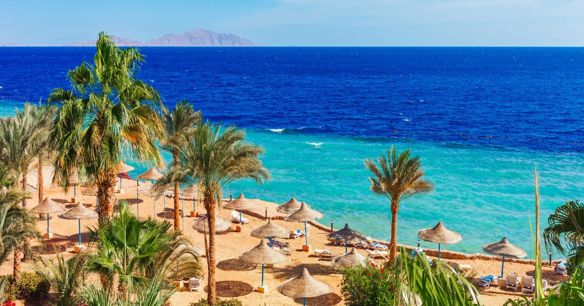 Elevated view of a Red Sea resort beach lined with palm trees and straw parasols, turquoise water and a distant island under a clear sky