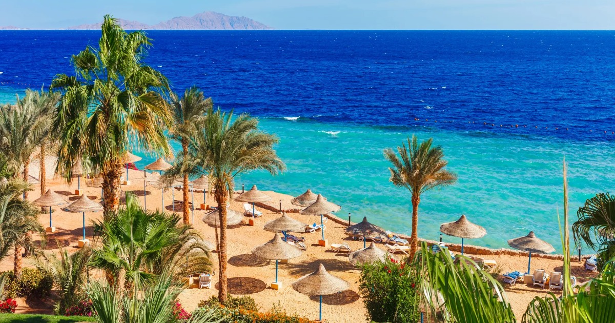 Red Sea beachfront with palm trees, straw umbrellas, and vivid deep-blue water under a clear sky